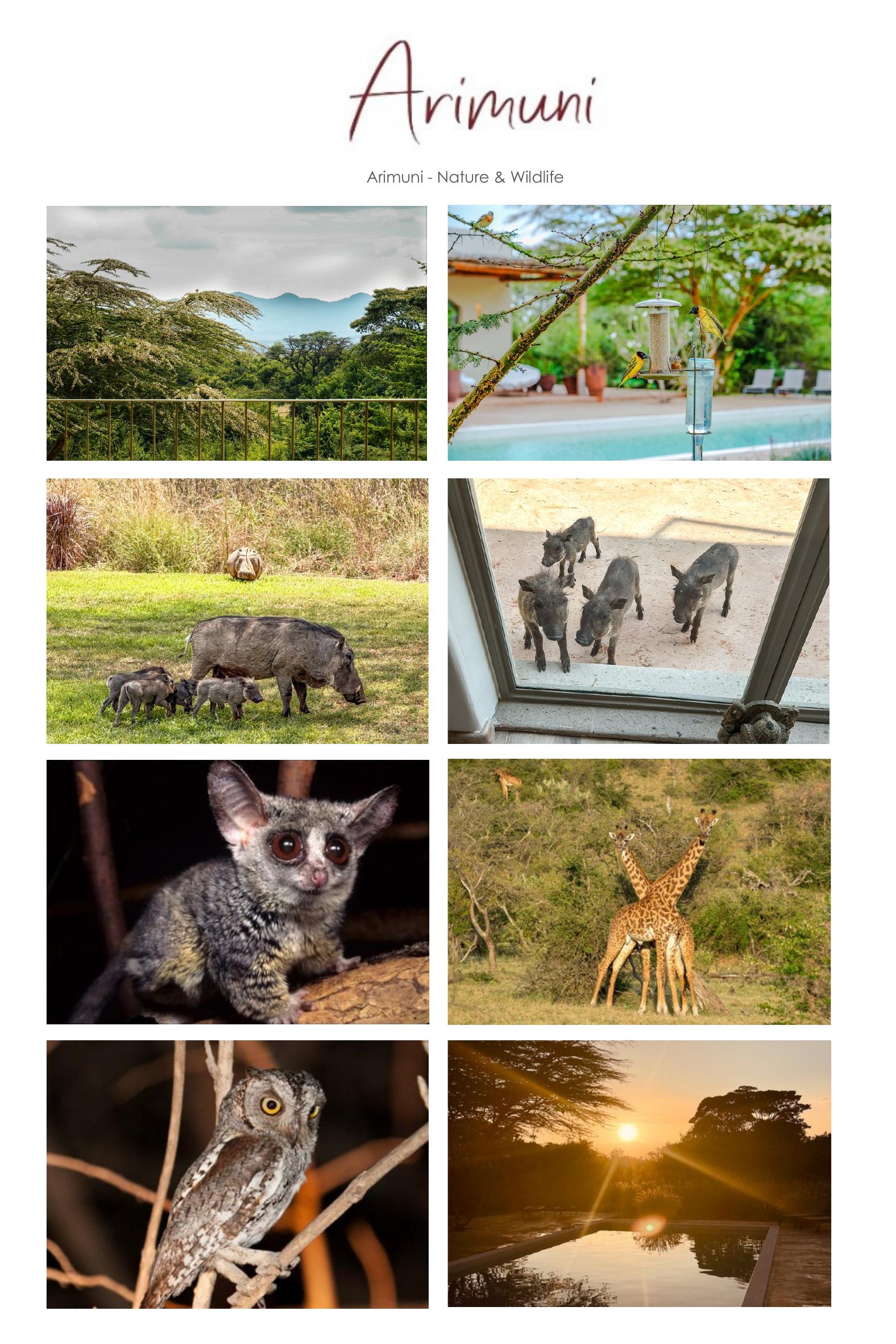 Nature & Wildlife. Acacia gardens, bushbabies, warthogs & birdsong