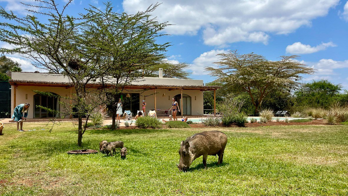 Warthogs grazing on the lawn in front of the Pool House