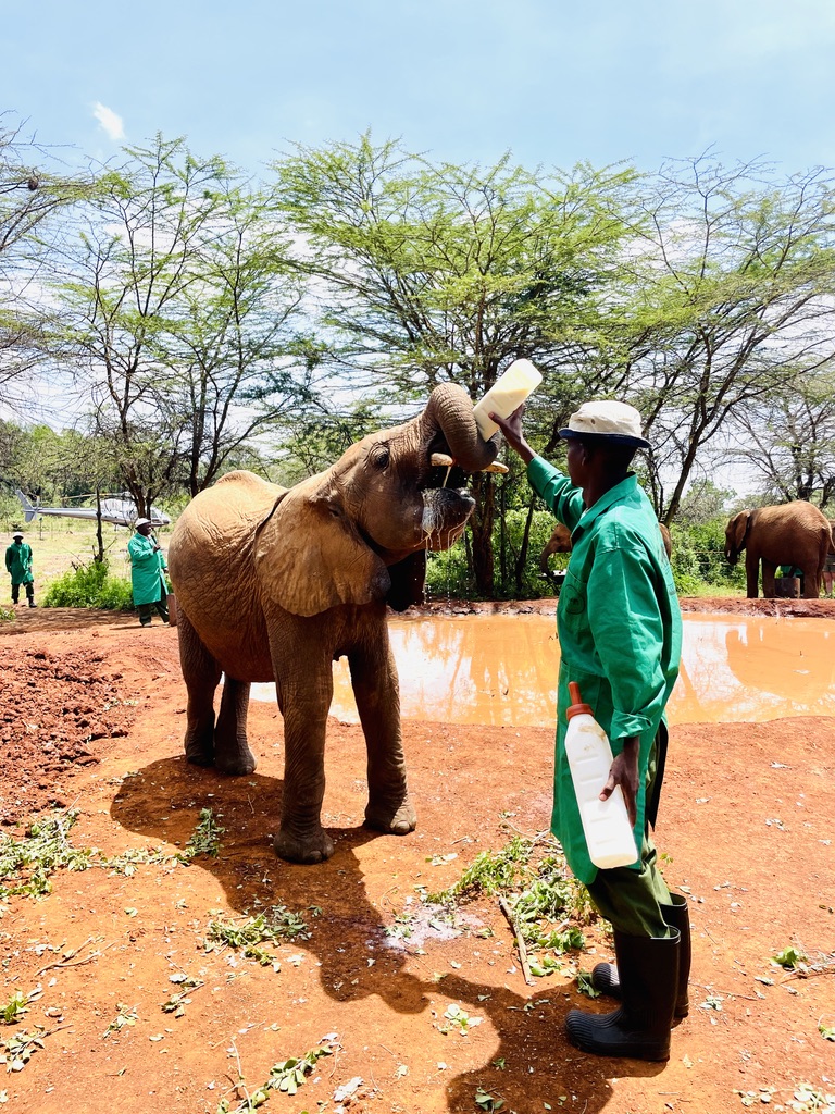 Baby elephant being bottle-fed at the David Sheldrick Elephant Orphanage